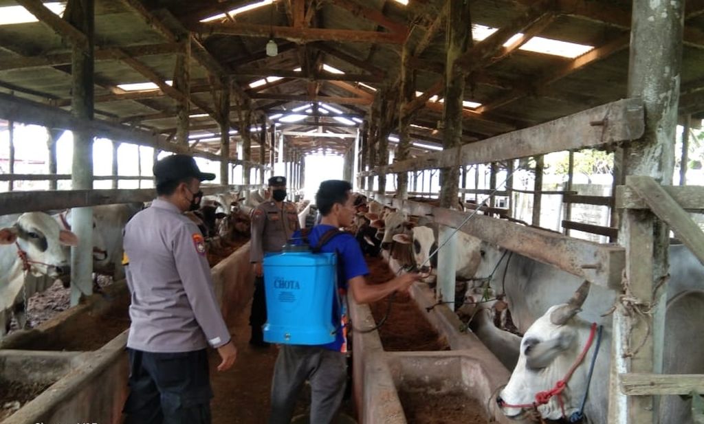 Peternak menyemprotkan disinfektan di kandang ternak di Desa Astomulyo, Kecamatan Punggur, Lampung Tengah, Minggu (26/6/2022).