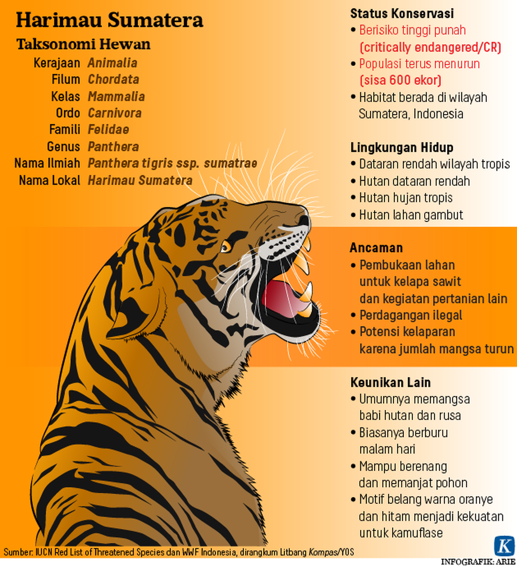 https://assetd.kompas.id/Be8PXv0X_3TULkFnrxtQfTtKic0=/1024x1122/https%3A%2F%2Fkompas.id%2Fwp-content%2Fuploads%2F2019%2F07%2F20190729-ANU-Profil-HArimau-Sumatera-mumed_1564407753.png