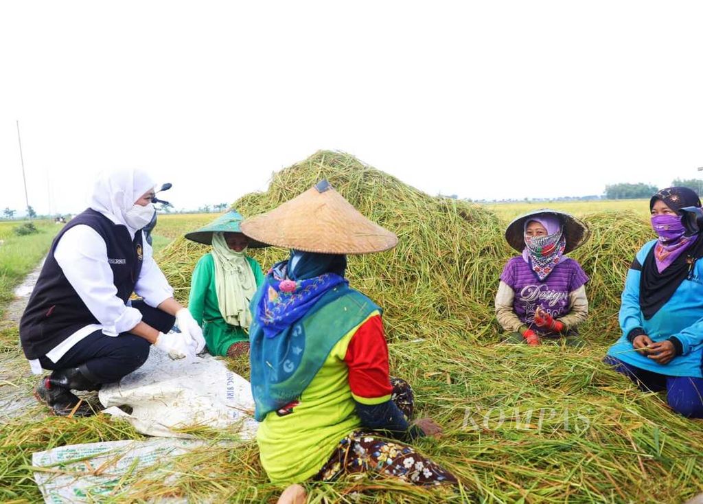 Gubernur Jatim Khofifah Indar Parawansa saat panen raya di Tuban, Selasa (1/2/2022).