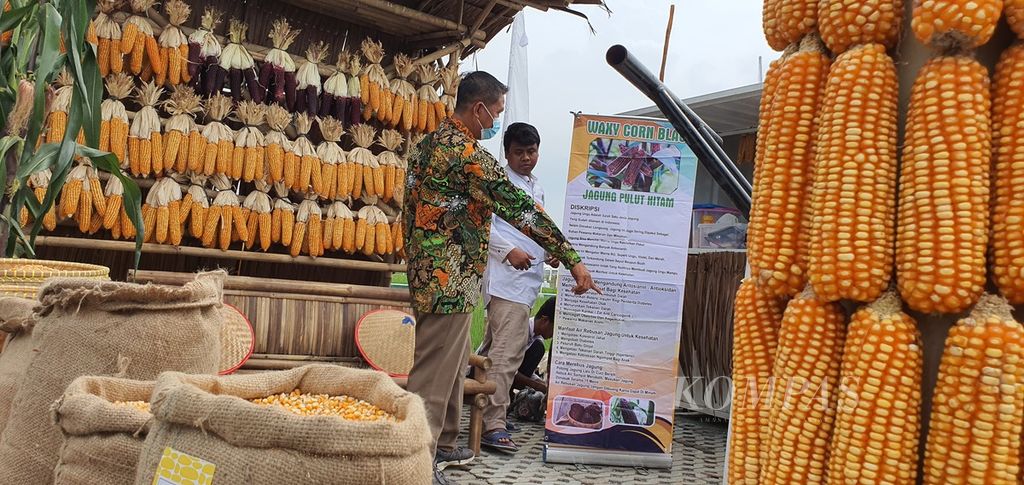 Harga jual jagung anjlok. Semestinya ada harga keseimbangan yang menguntungkan petani, pengusaha pakan unggas, dan peternak ayam.