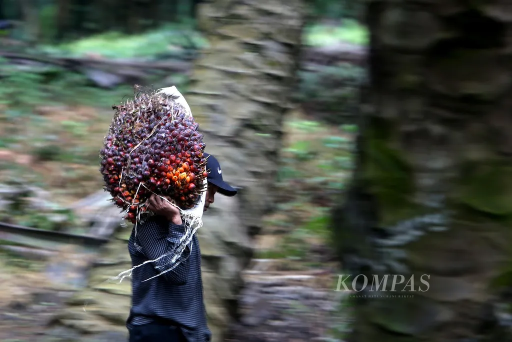 Pekerja memanen tandan buah segar kelapa sawit di dalam kawasan perkebunan sawit milik Perkebunan Nusantara di Cigudeg, Bogor, Jawa Barat, Senin (13/1/2025). Mulai 2025, Indonesia mengimplementasi biosolar B40 atau campuran bahan bakar biodiesel sebanyak 40 persen. Jumlah ini meningkat dari porsi 35 persen atau B35 yang diterapkan sebelumnya.