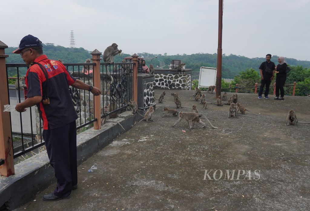 Sejumlah monyet berkumpul di sekitar petugas dan pengunjung yang memberi mereka makanan di Goa Kreo, Kecamatan Gunungpati, Kota Semarang, Jawa Tengah, Minggu (29/12/2024). Di tempat wisata tersebut, wisatawan bisa menikmati pemandangan alam di sekitar Goa Kreo berserta satwa yang hidup di dalamnya, terutama monyet ekor panjang. 