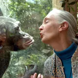 Mengenang Kepergian Ahli Primata Jane Goodall