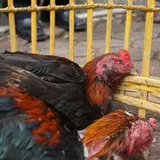 Sabung Ayam, dari Senang-senang, Judi, hingga Nyawa Melayang