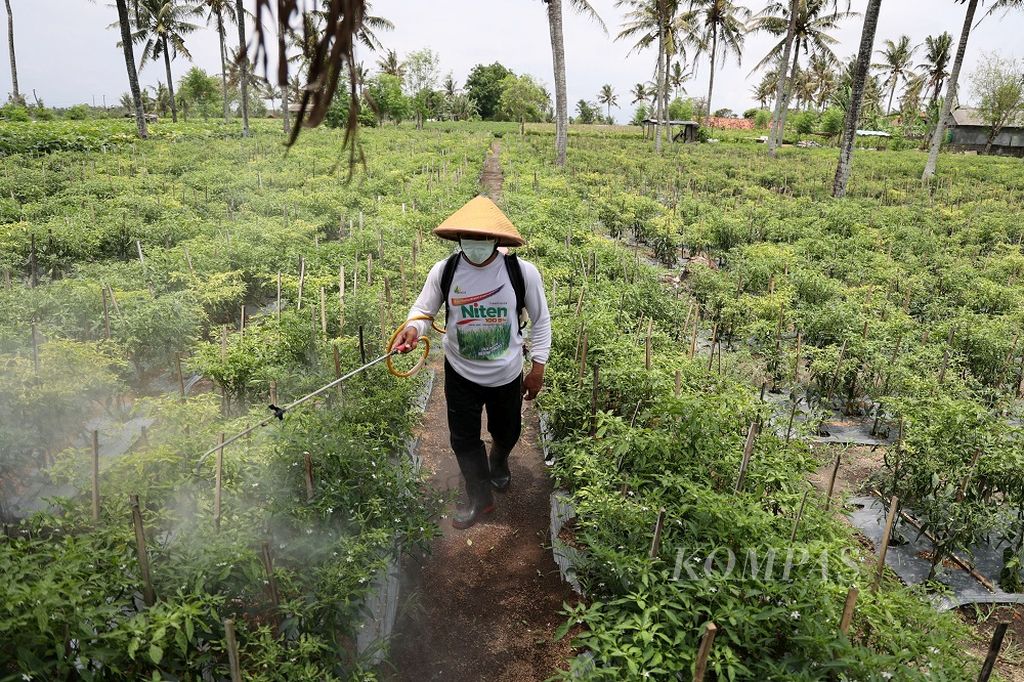 Petani menyemprotkan obat ke tanaman cabai yang ditanam di area pertanian lahan pasir di kawasan Pantai Trisik, Galur, Kulon Progo, DI Yogyakarta, Senin (1/11/2021). Lahan pasir pantai Kulon Progo seluas 2.930 hektar saat ini dimanfaatkan sebagian besar untuk tempat budi daya tanaman cabai dengan hasil panen sekitar 12 ton per hektar. Budi daya cabai di lahan pasir pantai Kulon Progo mendorong kabupaten itu tampil menjadi salah satu sentra cabai tingkat nasional.