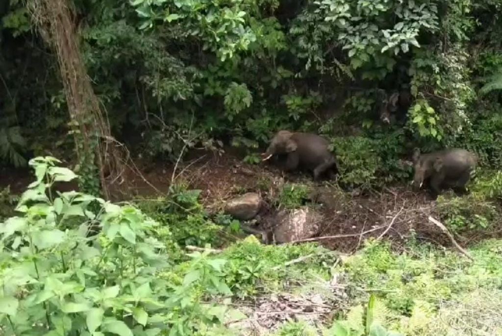 Dua gajah sumatera jantan muncul di Nagari Durian Gadang, Kecamatan Sijunjung, Kabupaten Sijunjung, Sumatera Barat (Sumbar), Selasa (14/2/2023). Ini peristiwa langka karena terakhir kali gajah muncul di Sumbar tahun 1980 di Solok Selatan. Sumber: tangkapan layar video warga di akun Instagram @sijunjung_traveling.