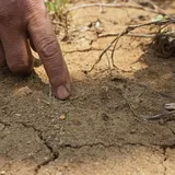 Warga Windunegara, Banyumas, Digemparkan oleh Kemunculan Macan