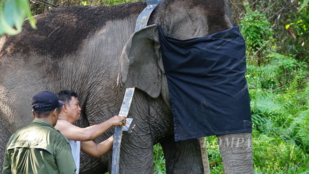 Petugas dari Balai Konservasi Sumber Daya Alam Sumatera Selatan dan Perkumpulan Jejaring Hutan Satwa sedang memasang GPS <i>collar </i>pada salah satu gajah sumatera liar di Kecamatan Air Sugihan, Kabupaten Ogan Komering Ilir, Sumatera Selatan, Jumat (13/5/2022). Teknologi ini digunakan sebagai upaya mitigasi konflik antara warga dan gajah.