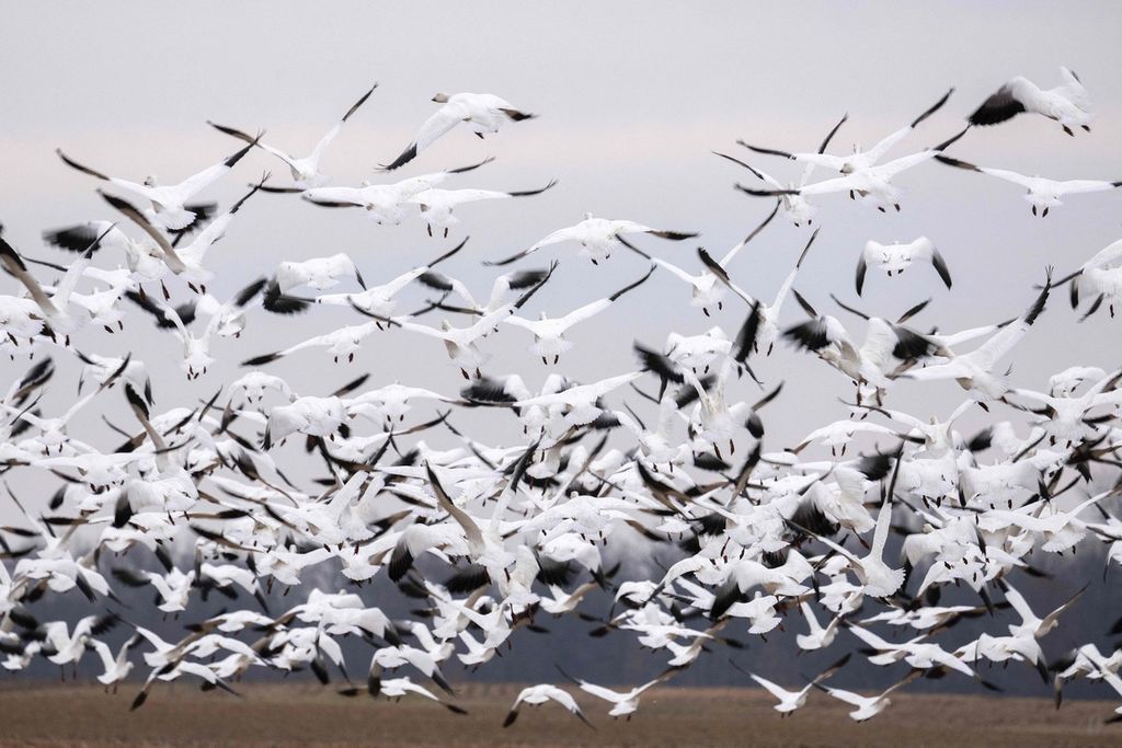 Angsa salju di Ruthsburg, Maryland, Sabtu (25/1/2023). Virus flu burung membunuh sekitar 1.600 angsa salju di dua wilayah di Colorado sejak November.