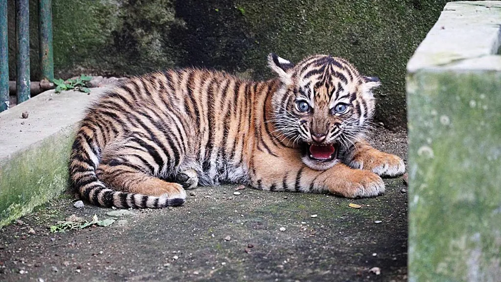 harimau