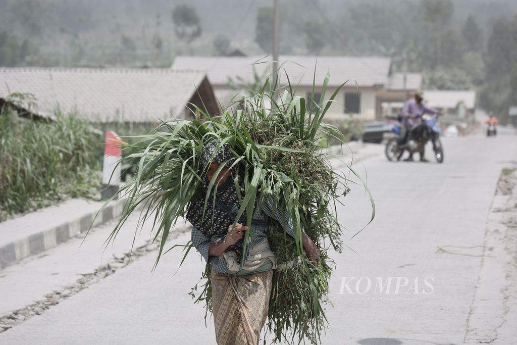 Warga membawa rumput untuk pakan ternak di Dusun Stabelan, Desa Tlogolele, Selo, Boyolali, Jawa Tengah, Senin (13/3/2023). Salah satu dusun terdekat dengan puncak Gunung Merapi itu kembali terguyur hujan abu akibat erupsi gunung tersebut sejak tiga hari terakhir. 