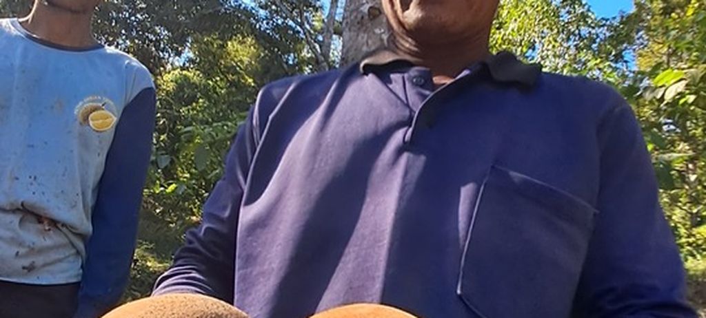 Mukaji (54) petani penggarap lahan kawasan hutan milik Perhutani alias pesanggem tengah menunjukkan buah pucung yang telah jatuh akibat masak. biji bagian dalamnya siap diolah menjadi buah keluak yang bisa dipakai menjadi bahan baku kuliner seperti rawon.