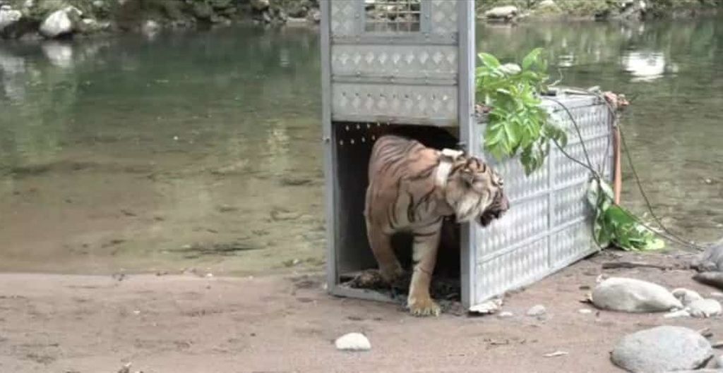 Harimau Sumatera bernama Citra Kartini (3,5) keluar dari kandang saat dilepasliarkan di zona inti Taman Nasional Kerinci Seblat (TNKS), Jambi, Rabu (8/6/2022). Dua harimau sumatera anak dari korban konflik dilepasliarkan di TNKS. Mereka lahir dan besar di Suaka Satwa Harimau Sumatera Barumun.