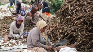 Harga Anjlok Berulang, Apa Saja Masalah dalam Tata Niaga Singkong di Lampung?  

