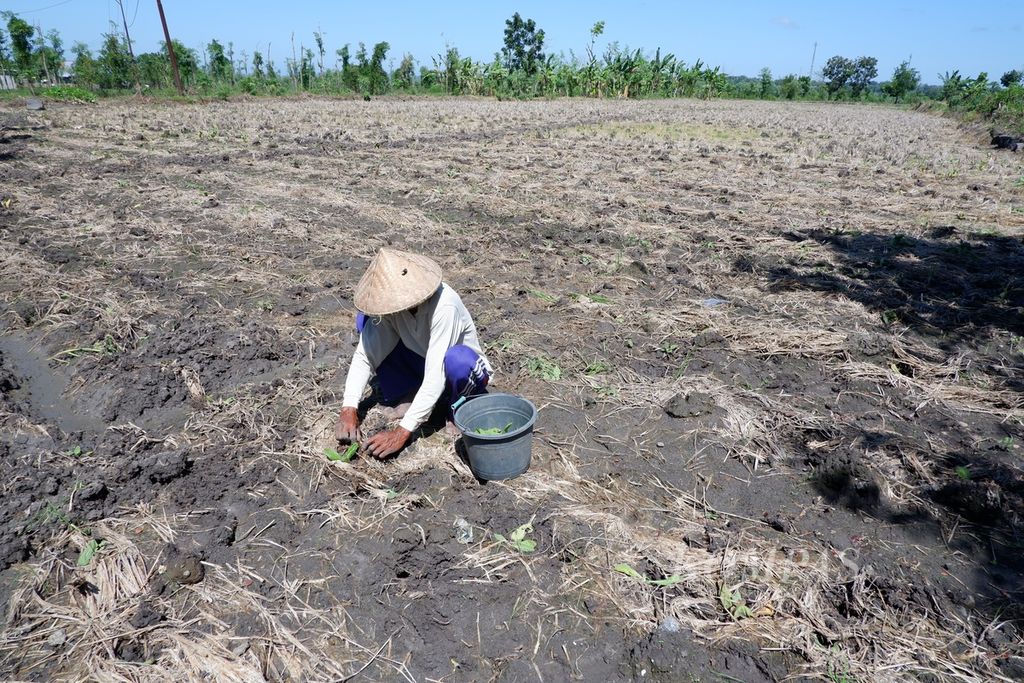 https://assetd.kompas.id/Fj4PsnOngYzAYG2zVhtI860geY0=/1024x683/filters:watermark(https://cdn-content.kompas.id/umum/kompas_main_logo.png,-16p,-13p,0)/https%3A%2F%2Fkompas.id%2Fwp-content%2Fuploads%2F2021%2F06%2Fcddccb70-b520-4e5a-8dc0-048c4cc1fb43_jpeg.jpg