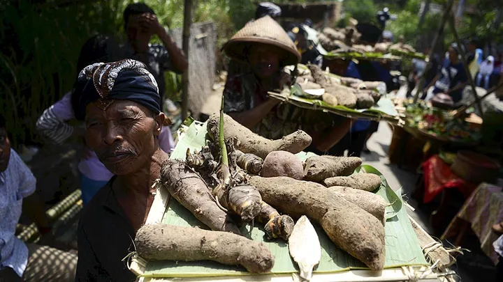 Teluku untuk artikel Jateng Punya Banyak Sumber Pangan Lokal yang Belum Dimanfaatkan