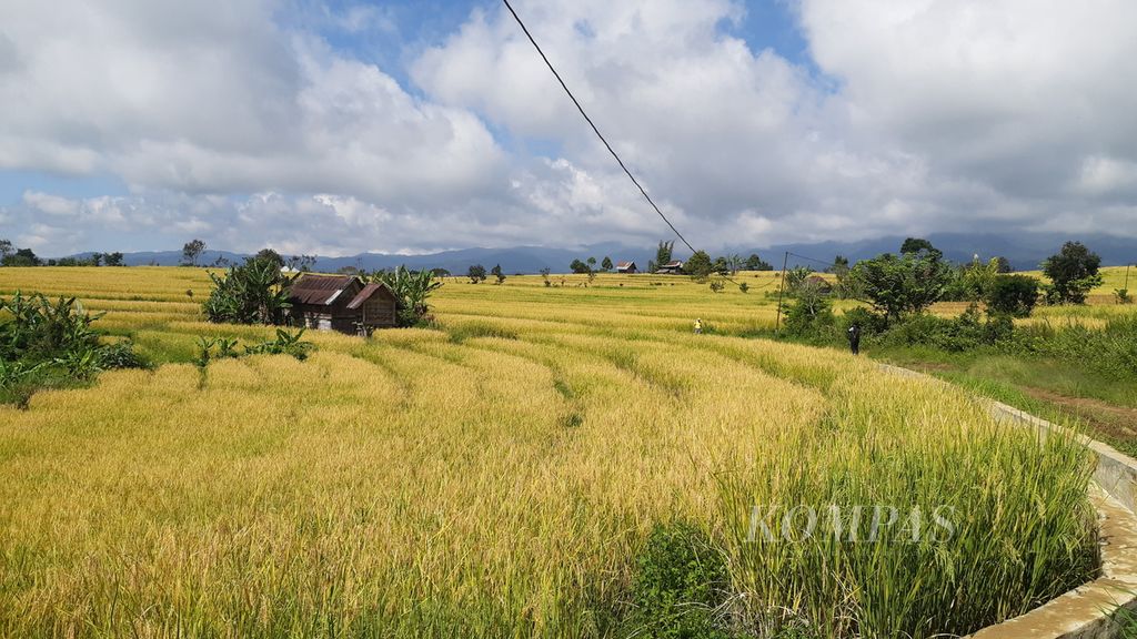 Hamparan sawah yang telah menguning di Dusun IV, Desa Cahaya Alam, Kabupaten Muara Enim, Sumatera Selatan, Selasa (19/7/2022). Selain menanam kopi dan sayur-mayur, warga dusun IV juga menanam padi untuk kebutuhan hidup mereka sehari-hari.