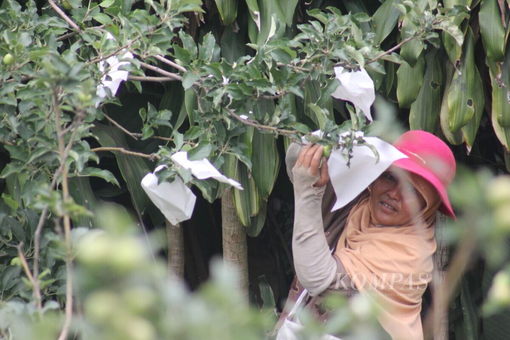 Petani membungkus buah apel muda di Desa Sumbergondo, Kecamatan Bumiaji, Kota Batu, Jawa Timur, Kamis (26/12/2019).
