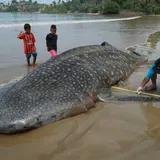 Terjerat Pukat, Hiu Paus Terdampar di Pesisir Sumbar