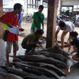 Populasi Hiu Kejen di Lombok Kian Menipis