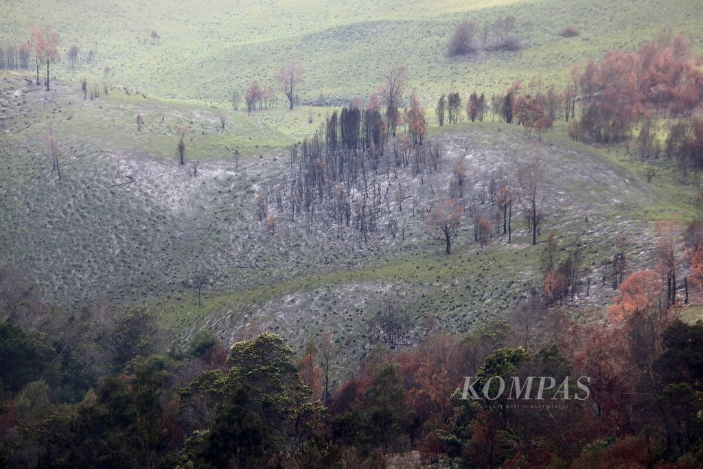 Sisa pepohonan hangus terbakar di sabana lereng bukit kawasan Gunung Bromo di Taman Nasional Bromo Tengger Semeru (TNBTS), Jawa Timur, Sabtu (28/10/2023). 