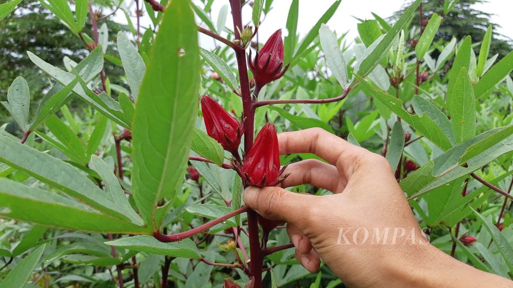 https://assetd.kompas.id/IEvHGIsSNT83HfFjdg6Bb155p3Y=/1024x576/filters:watermark(https://cdn-content.kompas.id/umum/kompas_main_logo.png,-16p,-13p,0)/https%3A%2F%2Fkompas.id%2Fwp-content%2Fuploads%2F2021%2F02%2F20210216JOG-KTH-Kumbang-Pertanian-3_1613471009.jpeg