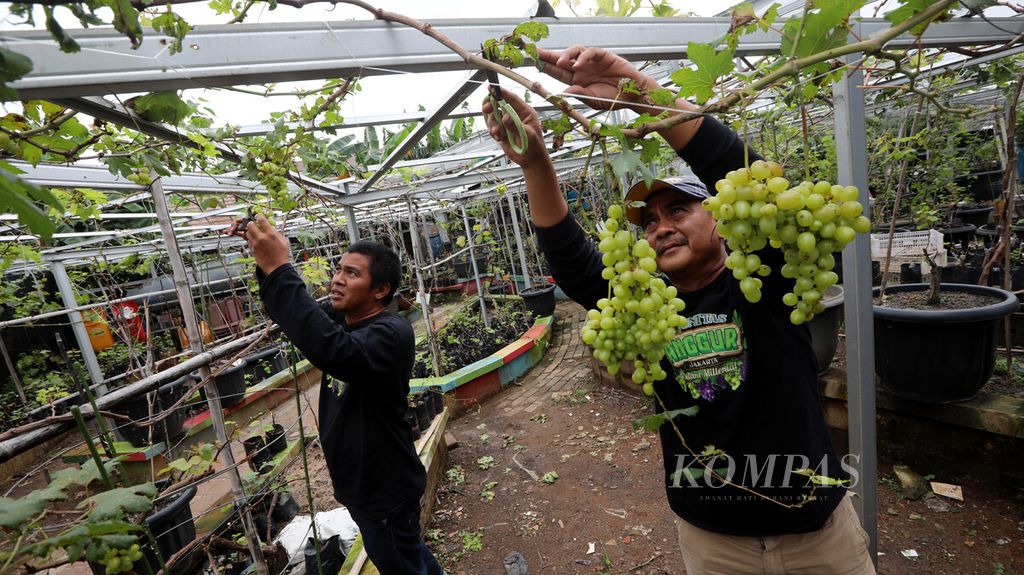 https://assetd.kompas.id/IHhtAptEPdcZpv0jzbkmlpzsdEw=/1024x575/filters:watermark(https://cdn-content.kompas.id/umum/kompas_main_logo.png,-16p,-13p,0)/https%3A%2F%2Fkompas.id%2Fwp-content%2Fuploads%2F2021%2F02%2F049b4ee8-3eda-4858-8b75-191b923cb875_jpg.jpg