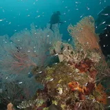 Suaka Biota Teluk Cenderawasih yang Harus Dijaga