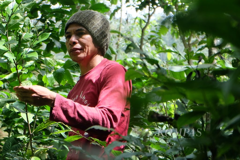 Manajer Lapangan Yayasan Saung Monteng Iwan Bace memeriksa kondisi bibit pohon-pohon endemis hutan Kamojang, Sabtu (28/5/2022), di persemaian Saung Monteng, Ibun, Kabupaten Bandung, Jawa Barat. Bibit yang sudah siap tanam bakal ditanam di lahan kritis hutan Kamojang untuk pemulihan ekosistem.