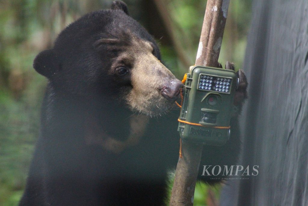 Seekor beruang madu (<i>Helarctos malayanus</i>) dilepasliarkan di Suaka Margasatwa Dangku, Kabupaten Musi Banyuasin, Sumatera Selatan, Rabu (29/6/2022).