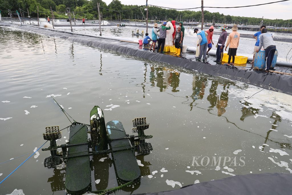Pekerja memanen udang vaname (<i>Litopenaeus vannamei</i>) di salah satu tambak udang di Desa Karimunjawa, Kecamatan Karimunjawa, Jepara, Jawa Tengah, Rabu (14/4/2024). 