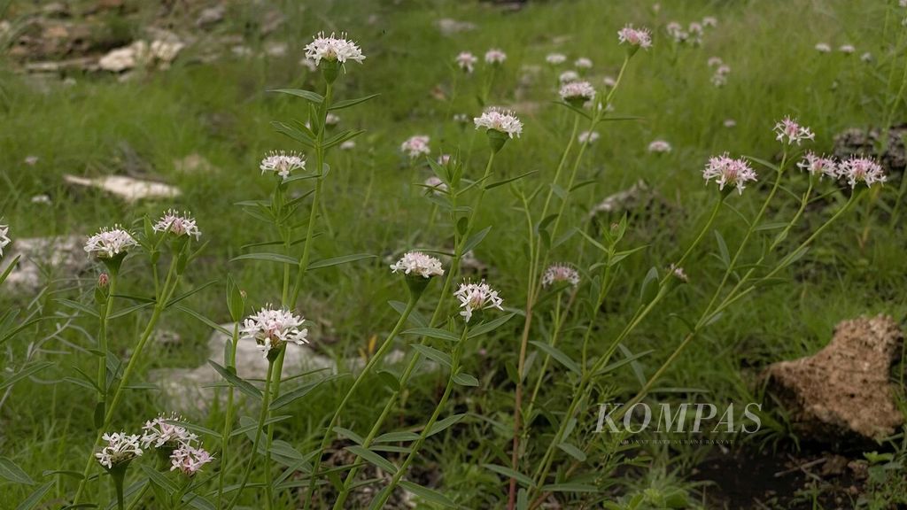 https://assetd.kompas.id/K-FgAGkqKudAmvpFlxm4BezTcjs=/1024x576/filters:watermark(https://cdn-content.kompas.id/umum/kompas_main_logo.png,-16p,-13p,0)/https%3A%2F%2Fkompas.id%2Fwp-content%2Fuploads%2F2021%2F06%2F4c28ec16-7c77-4e77-a745-4be37954970e_jpg.jpg