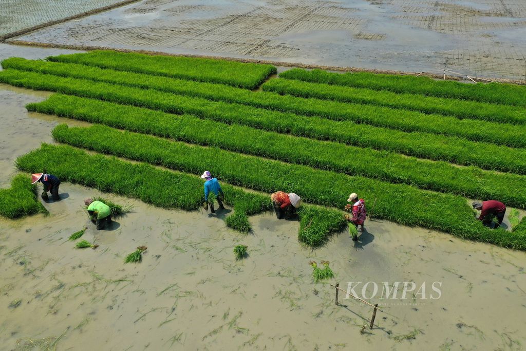 Buruh tani mencabuti benih padi di lahan persemaian untuk ditanam di areal persawahan di Desa Kedungjaya, Kecamatan Babelan, Kabupaten Bekasi, Jawa Barat, Selasa (20/2/2024). Musim tanam padi yang terganggu akibat El Nino ditengarai memicu minimnya panen sehingga harga beras naik. 