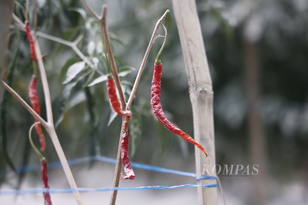 Tanaman budidaya milik warga terkena abu vulkanik di Dusun Stabelan, Desa Tlogolele, Selo, Boyolali, Jawa Tengah, Senin (13/3/2023). Salah satu dusun terdekat dengan puncak Gunung Merapi itu kembali terguyur hujan abu akibat erupsi gunung tersebut sejak tiga hari terakhir. 
