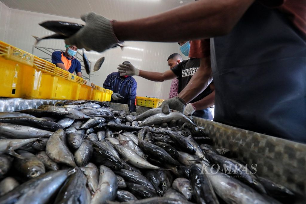 Pekerja PT Fajar Flores Flamboyan Fishing memilah ikan berdasarkan kualitas dan ukurannya sebelum dimasukkan ke gudang pendingin di Maumere, Sikka, Nusa Tenggara Timur, Kamis (8/6/2023). Pada tahun 2022, produksi perikanan daerah tersebut sebesar 22.137,33 ton. Jenis ikan tangkap andalan daerah tersebut adalah tuna, cakalang, kerapu, layang, dan selar. Keberadaan gudang pendingin milik perusahaan menyebabkan ikan nelayan yang tidak laku terjual dapat terserap dan tidak terbuang percuma. 