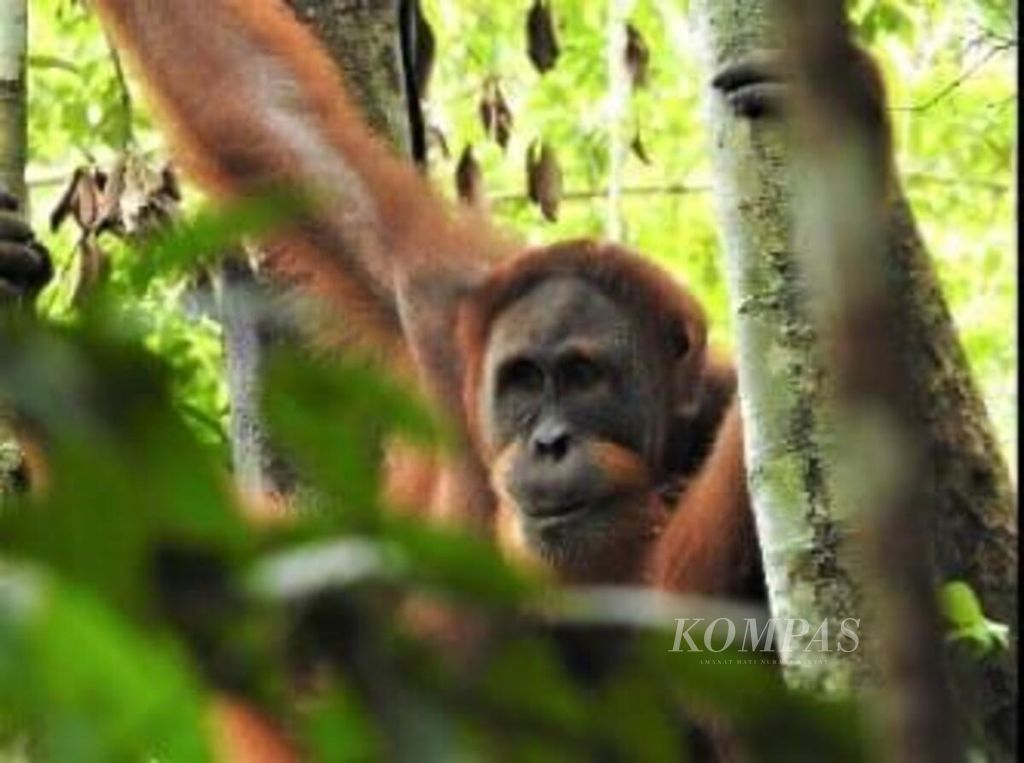 https://assetd.kompas.id/KPYKqqWnfkry-cWjewJRCQvEhv4=/1024x763/filters:watermark(https://cdn-content.kompas.id/umum/kompas_main_logo.png,-16p,-13p,0)/https%3A%2F%2Fkompas.id%2Fwp-content%2Fuploads%2F2021%2F08%2F5c015cfd-62de-47bf-bacd-2bb92036e591_jpeg.jpg