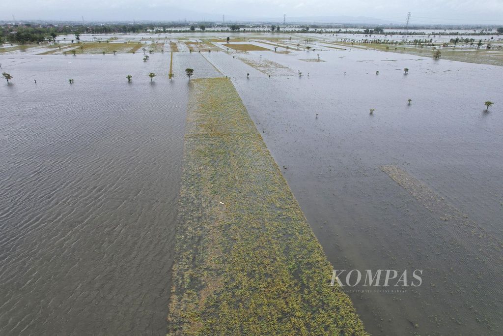 Lansekap lahan persawahan yang terendam banjir di Desa Wates, Undaan, Kudus, Jawa Tengah, Kamis (2/3/2023). Sebagian lahan yang terendam banjir tersebut ditanami padi yang sudah memasuki masa panen. Banjir yang terjadi lebih dari sepekan ini telah merendam sawah seluas lebih dari 2.200 hektar di Kudus. 