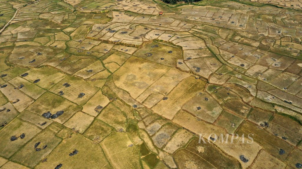 Foto udara areal persawahan yang mengering di Desa Sukanegara, Kecamatan Jonggol, Kabupaten Bogor, Jawa Barat, Sabtu (16/9/2023). Kekeringan akibat fenomena kemarau dan El Nino membuat petani di sejumlah daerah merugi karena sawah mereka puso. Fenomena El Nino menguat dan diprediksi berlanjut hingga Februari 2024.