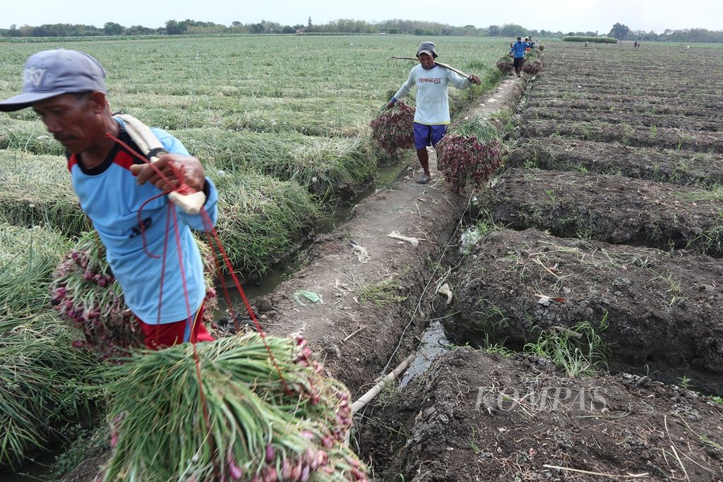 Petani mengangkut bawang merah yang dipanen di Desa Gebang, Kecamatan Gebang, Kabupaten Cirebon, Jawa Barat, akhir Agustus 2019. 