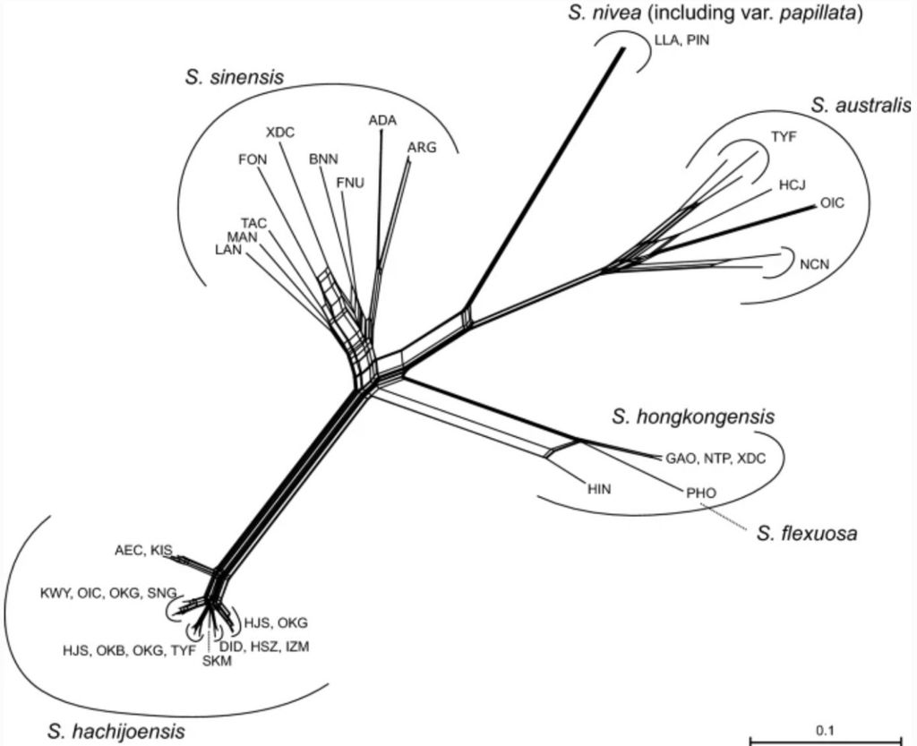 Jaringan kekerabatan dari <i>Spiranthes hachijoensis</i> dan taksa yang terkait erat direkonstruksi berdasarkan jarak p yang tidak dikoreksi yang dihitung dari 13.809 SNP (R = 0.1). Panjang cabang mewakili jumlah rata-rata pergantian per lokasi (sumber: <i>Journal of Plant Research</i>, 2023).