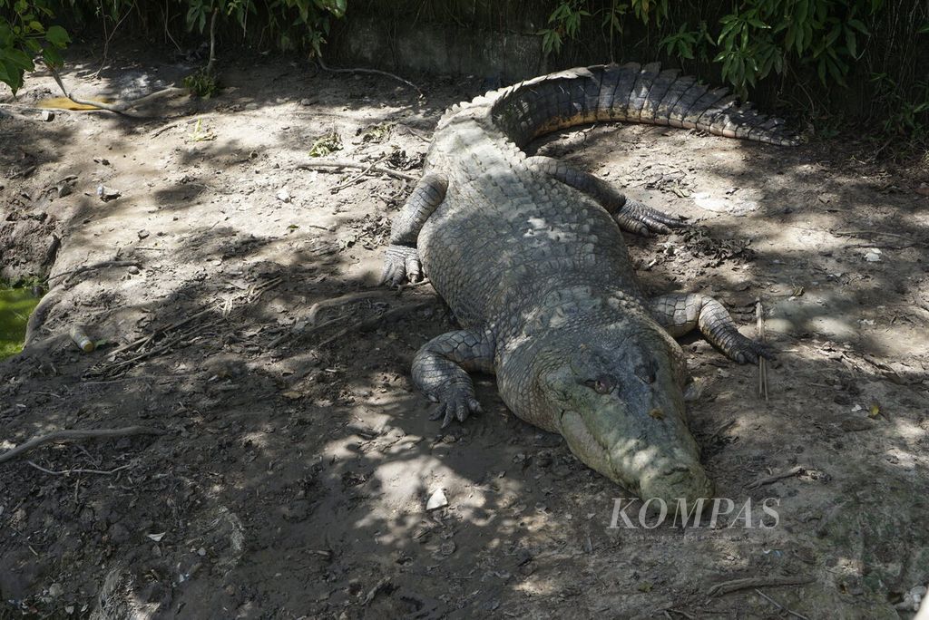 Buaya muara berteduh di salah satu sudut Penangkaran Buaya Teritip, Kota Balikpapan, Kalimantan Timur, Sabtu (31/12/2022). 