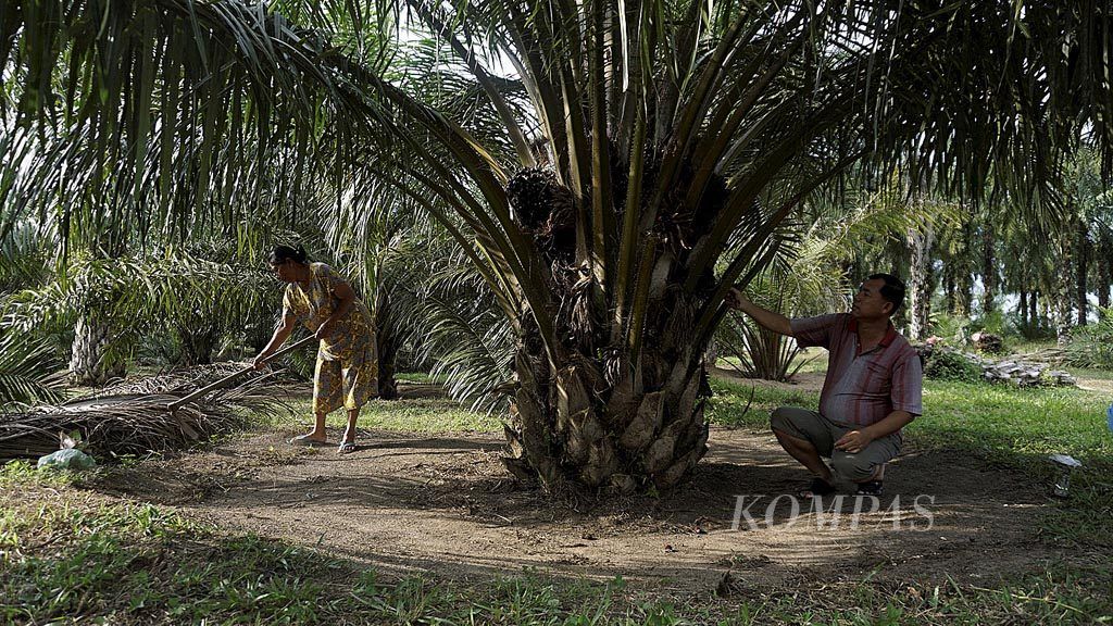 https://assetd.kompas.id/MmzTfTtlKOCXYmfhJsRDfK4uYS8=/1024x576/filters:watermark(https://cdn-content.kompas.id/umum/kompas_main_logo.png,-16p,-13p,0)/https%3A%2F%2Fkompas.id%2Fwp-content%2Fuploads%2F2018%2F03%2F20180318DRA-PENGUSAHA-Sawit.jpg