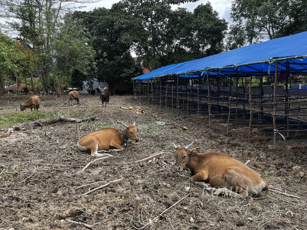 Puluhan sapi kurban digembalakan warga di Kendari, Sulawesi Tenggara, Sabtu (2/7/2022).