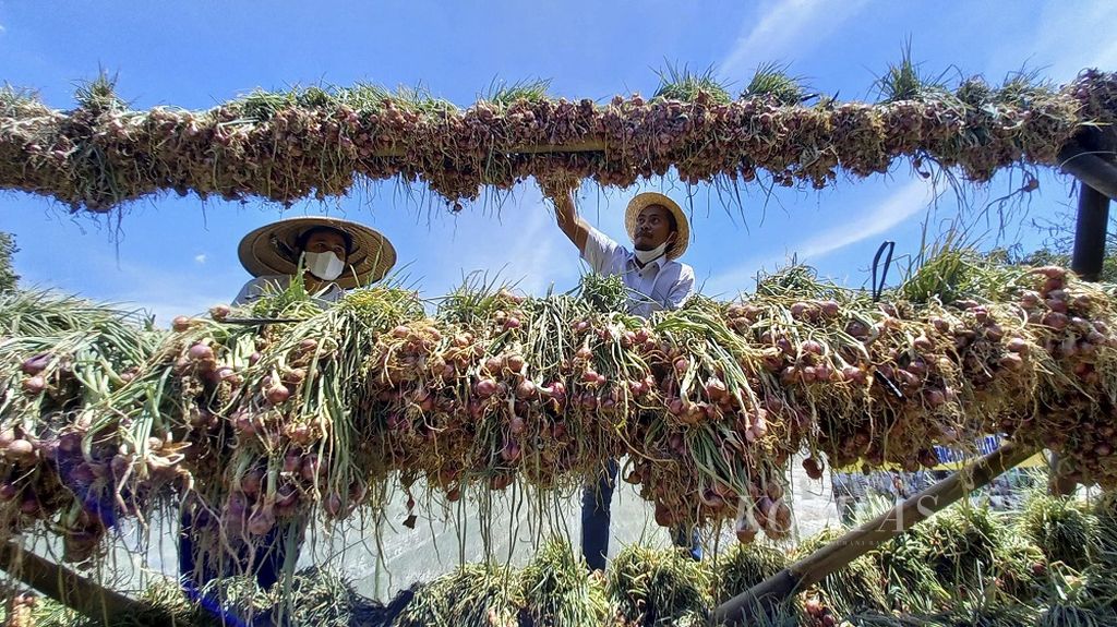 Pekerja menjemur bawang merah yang baru saja di panen di kawasan Jababeka, Cikarang Timur, Kabupaten Bekasi, Jawa Barat, Minggu (15/8/2021). Setelah menunggu 2 bulan sejak penanaman awal pada 11 Juni lalu, hari itu para petani yang tergabung dalam Tim Farming Jadul (Jababeka Peduli) melakukan panen perdana. Para anggota Tim Farming Jadul adalah para korban pemutusan hubungan kerja (PHK) perusahaan yang ambruk akibat pandemi Covid-19.
