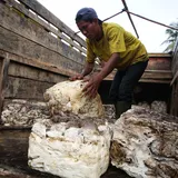 Harga Karet Anjlok Lagi, Petani Siap-siap Jadi Buruh Bangunan
