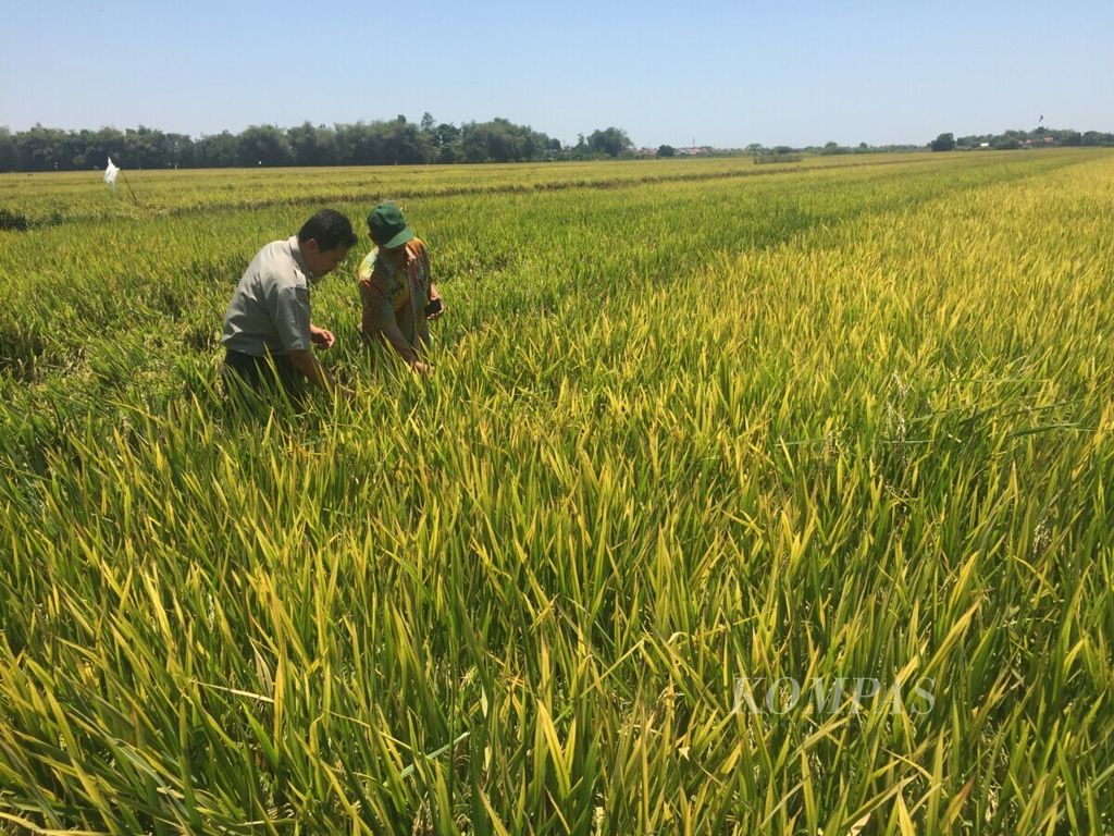 Peneliti padi dari Badan Penelitian dan Pengembangan Pertanian Kementerian Pertanian, Untung, bersama petani memeriksa tanaman padi varietas Inpari 42 di Kecamatan Wonoayu, Kabupaten Sidoarjo, Jawa Timur.