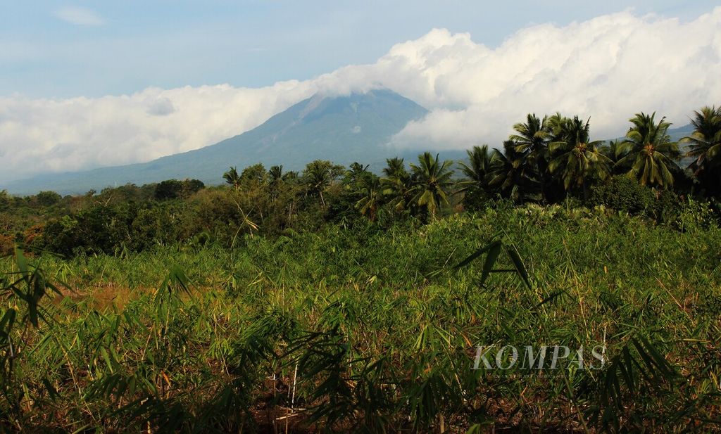 Kebun pembibitan bambu di Desa Mengeruda, Kabupaten Ngada, Nusa Tenggara Timur, dengan latar Gunung Ebulobo, Kamis (23/6/2022).