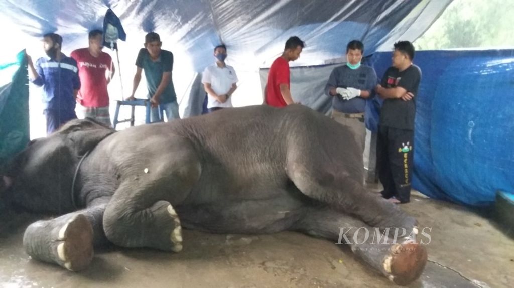 https://assetd.kompas.id/O5J3upvCdLK6zQ_-OKQ2dxk0r-A=/1024x574/filters:watermark(https://cdn-content.kompas.id/umum/kompas_main_logo.png,-16p,-13p,0)/https%3A%2F%2Fkompas.id%2Fwp-content%2Fuploads%2F2020%2F10%2F1ceed742-7973-4896-a60b-67ce71b2a986_jpeg.jpg