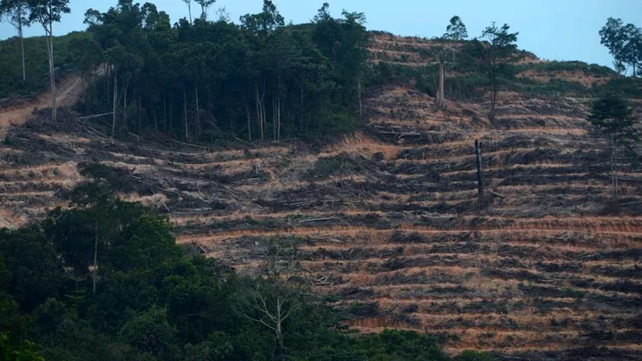 Teluku untuk artikel Kasus Surya Darmadi Tunjukkan Buruknya Perizinan dan Tata Kelola Kehutanan