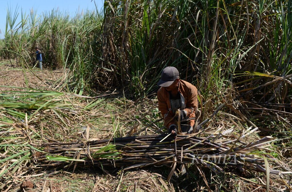Buruh tani mengikat batang tebu sebelum diangkut dengan truk di Desa Merbuh, Kecamatan Singorojo, Kabupaten Kendal, Jawa Tengah, Jumat (28/6/2019). Produktivitas perkebunan tebu terus ditingkatkan agar dapat memenuhi kebutuhan pabrik gula yang sebagian telah direvitalisasi. Diperkirakan produksi gula nasional pada tahun 2019 mencapai 2,25 juta ton.